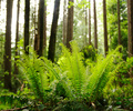 Ferns in Pacific Spirit Park - Sword Fern photo from  Pacific Spirit Park British Columbia, Canada