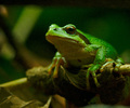 Pacific Tree Frog Portrait II - Pacific Tree Frog photo 