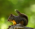 Powel River Squirrel photo