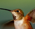 Hummingbird Action Portrait - Rufus Hummingbird photo 