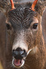 Cortes Island Deer picture