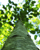 Cortes Island Tree picture