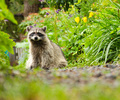 A Raccoon in the Back Garden - Northern Raccoon photo from  Vancouver British Columbia, Canada
