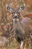 Cortes Island Deer picture