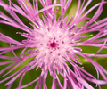 Aillevillers Wildflower photo