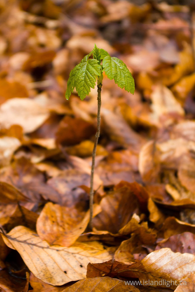 New Arrival ~ Maple Tree photo from Aillevillers Haute-Saone, France ...