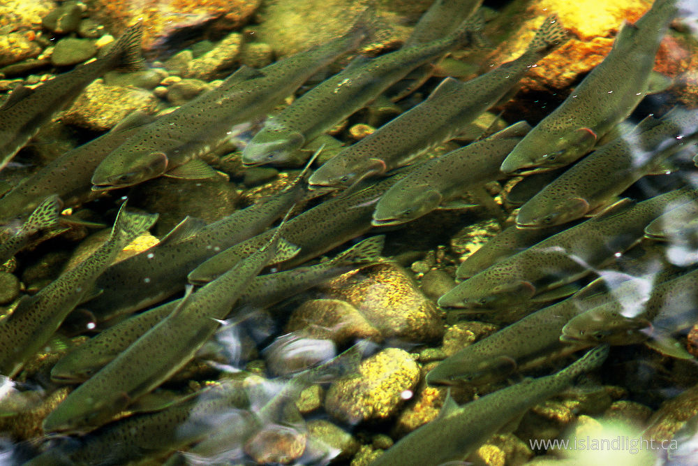 Fish photo from Ahta River Bond Sound, BC Canada.