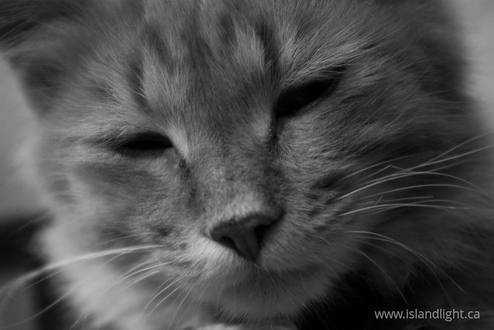 Kitty ~ Cat print - Island Light Photography