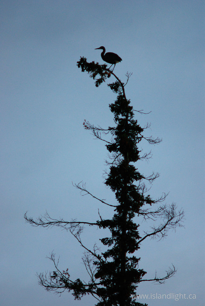 Bird  photo from Smelt Bay Cortes Island, BC Canada.