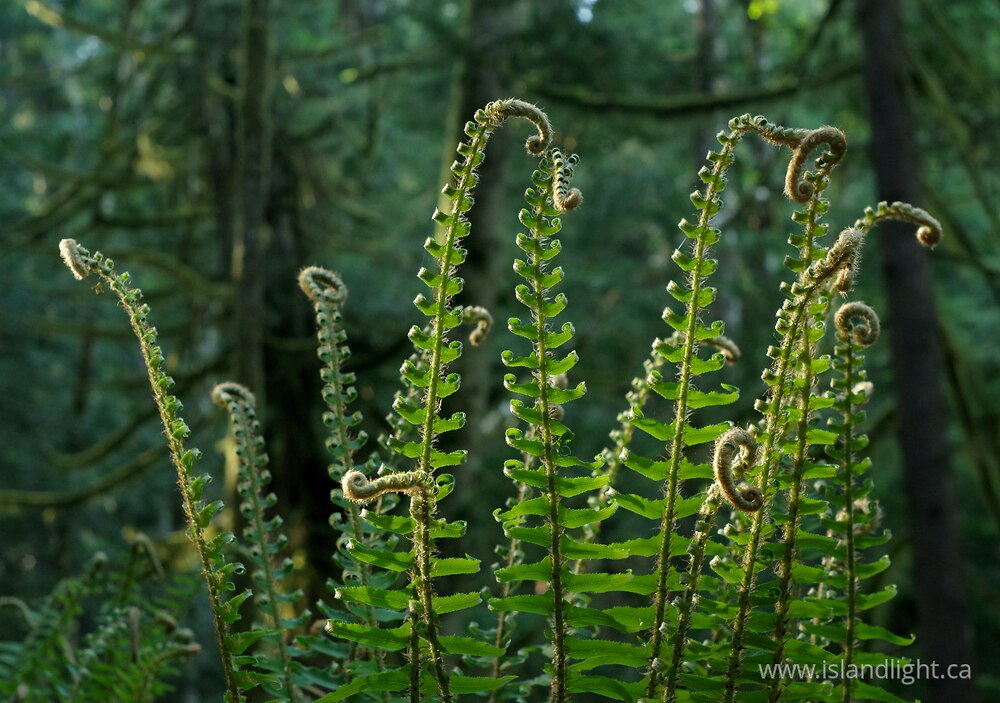 Plant  photo from  Cortes Island, British Columbia Canada.