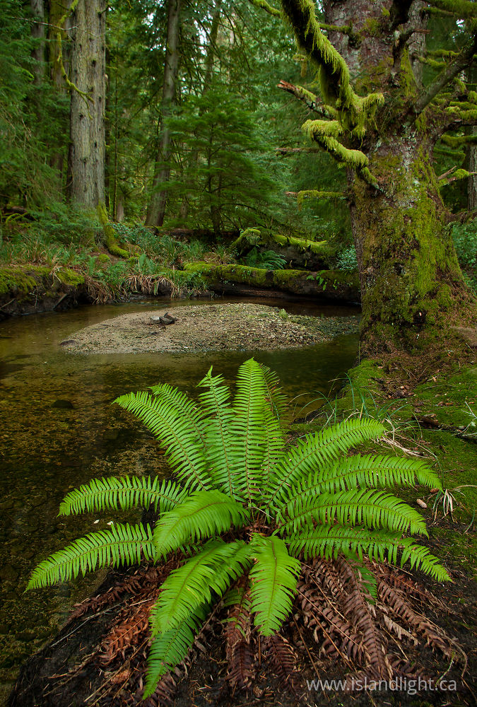 Plant photo from James Creek Cortes Island, British Columbia Canada.