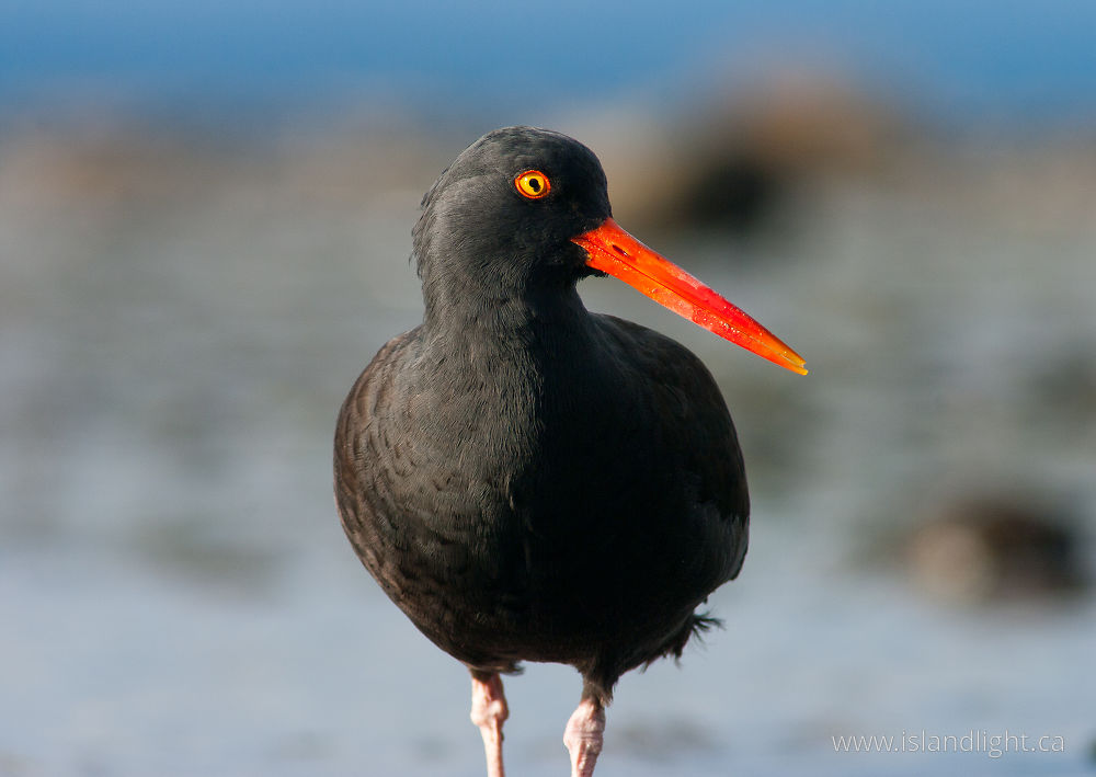 Bird  photo from  Cortes Island, British Columbia Canada.