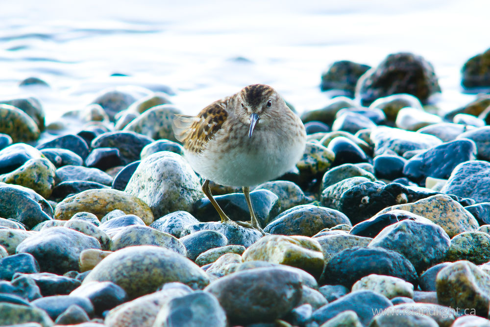 Bird photo from Mansons Landing Cortes Island, BC Canada.