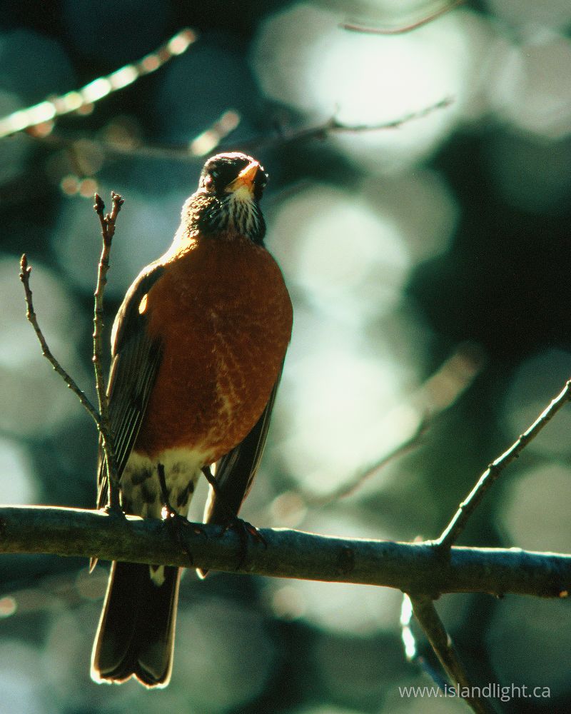 Bird photo from  Cortes Island, BC Canada.