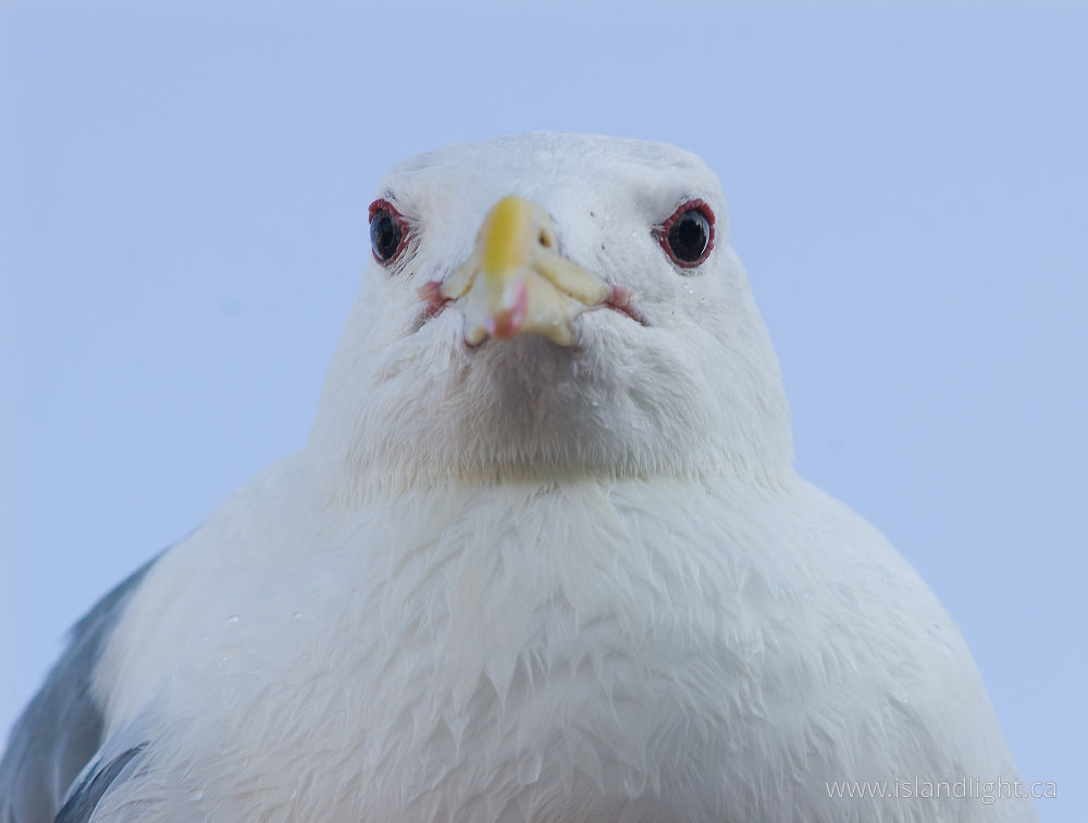 Bird  photo from  Vancouver, BC Canada.