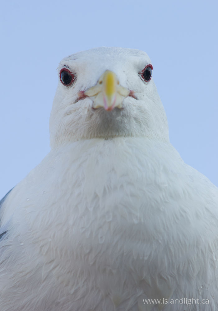 Bird photo from  Vancouver, BC Canada.