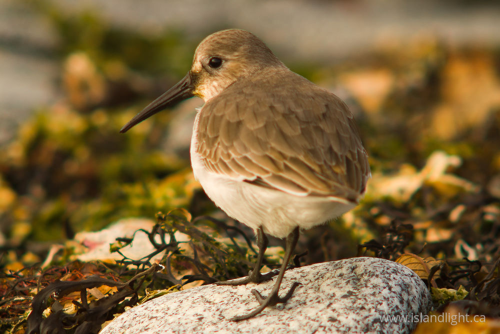Bird  photo from Marina Reef Marina Island, BC Canada.