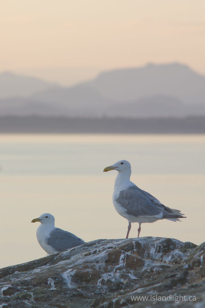 Bird photo from  Mitlenatch Island, BC Canada.
