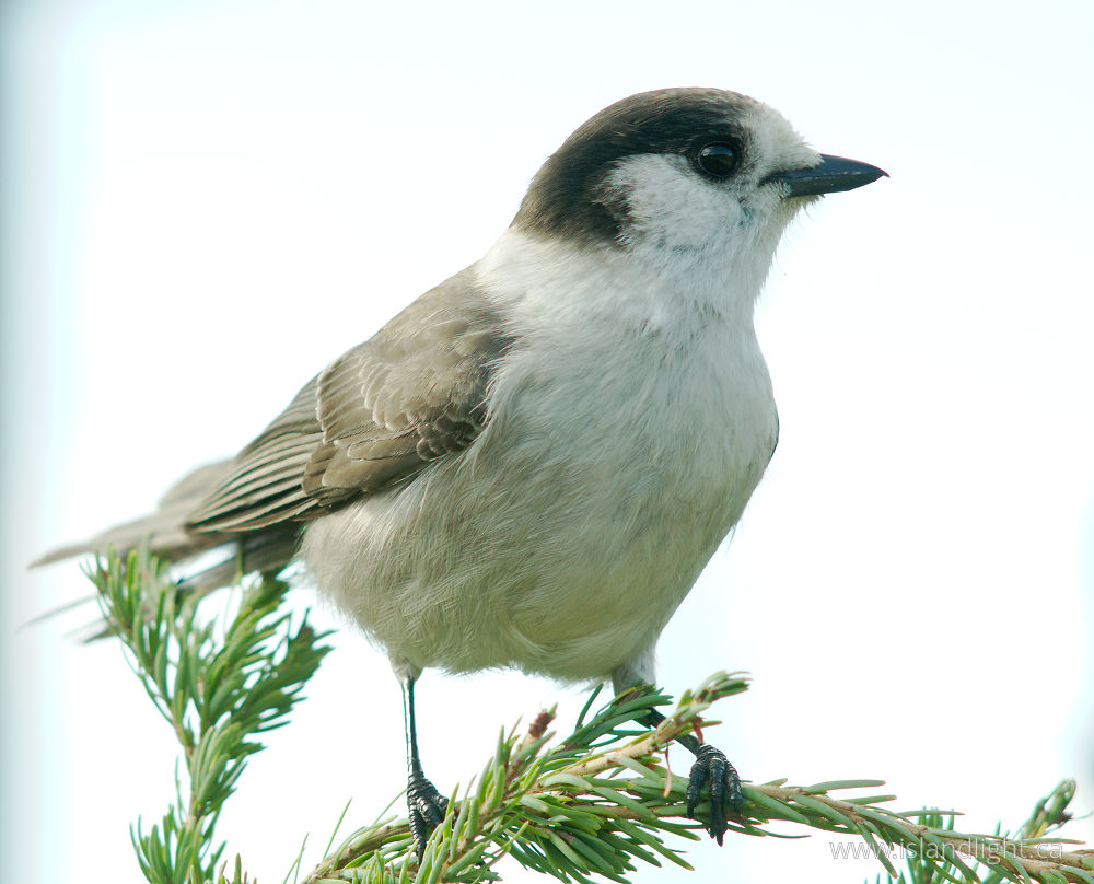 Bird  photo from  Paradise Meadows, British Columbia Canada.