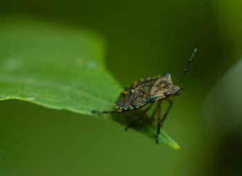The Edge of the World ~ beetle picture from Aillevillers France.