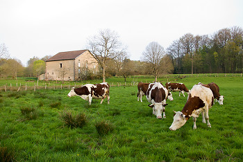 Our Neighbors ~ Cow picture from Aillevillers France.