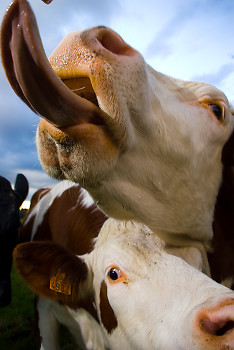 Tongue ~ Cow picture from Aillevillers France.