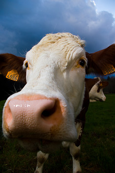 4986 ~ Cow picture from Aillevillers France.