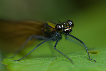 Damselfly Portrait ~ Damselfly picture from Aillevillers France.
