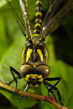 Cordulegaster boltonii ~ Dragonfly picture from Aillevillers France.