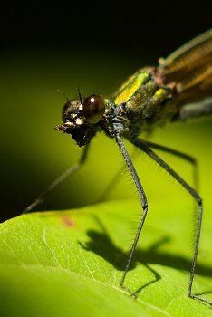 Dragonfly ~ Dragonfly picture from Aillevillers France.