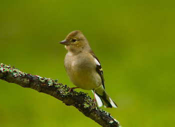 Chaffinch ~ Finch picture from Aillevillers France.