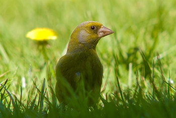 Greenfinch ~ Finch picture from Aillevillers France.