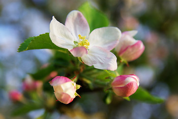 Apple Blossoms ~ Flower picture from Aillevillers France.