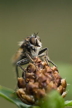  Fly picture from Aillevillers France.