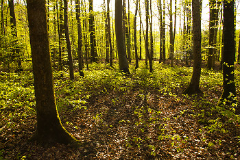 Spring ~ Forest picture from Aillevillers France.