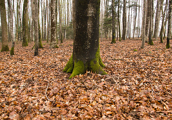 Forest Floor ~ Forest picture from Aillevillers France.
