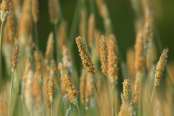 Flowering Grasses ~ Grass picture from Aillevillers France.