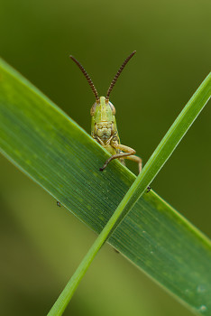 Good Morning Grasshopper ~ Grasshopper picture from Aillevillers France.