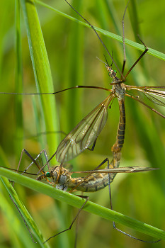 Crane Flys ~ Insect  picture from Aillevillers France.