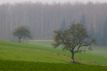 Cherry Tree in the Wheat Field ~ Landscape  picture from Aillevillers France.