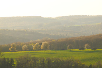 Blooming Cherry Trees ~ Landscape  picture from Aillevillers France.