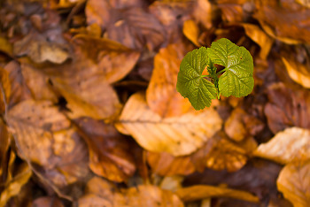 New Life ~ Maple Tree picture from Aillevillers France.