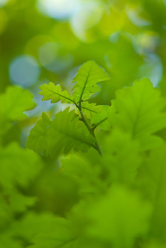 Oak Leaves ~ Oak Tree picture from Aillevillers France.