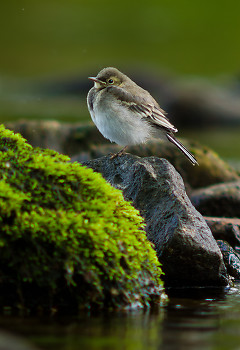 Baby White Wagtail ~ Wagtail picture from Aillevillers France.