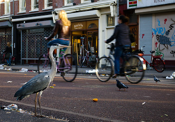Urban Wildlife ~ Gray Heron picture from Amsterdam Netherlands.