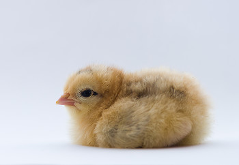 Seated Portrait of a Young Chicken ~ Baby Bird picture from Cortes Island Canada.