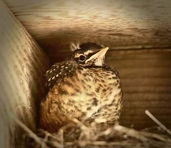 Baby Robin ~ Baby Bird picture from Cortes Island Canada.