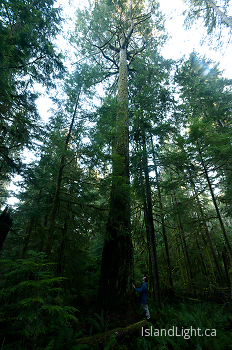 Beside a Giant ~ Tree picture from Basil Brook, Cortes Island Canada.