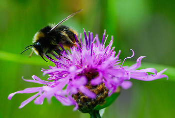 Bumble Bee Lunch ~ Bee picture from Aillevillers France.