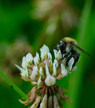 Bee on a Clover Flower ~ Bee picture from Aillevillers France.